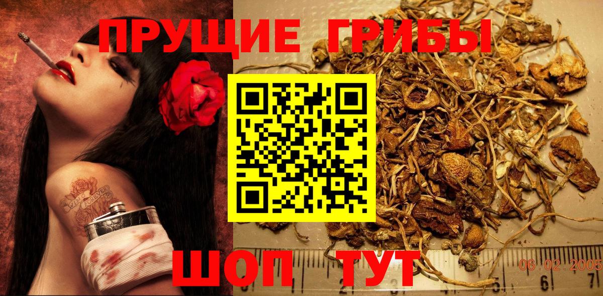 Галлюциногенные грибы Psilocybe Похвистнево